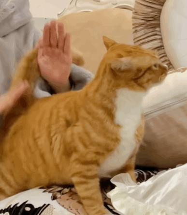 抖M大橘猫酷爱被打屁股，否则就骂骂咧咧：我是你修来的一屁股债