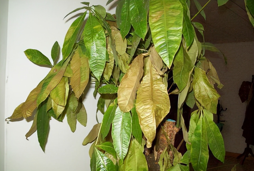 发财树叶子发黄要死还有救吗,发财树冻伤叶子枯萎挽救方法