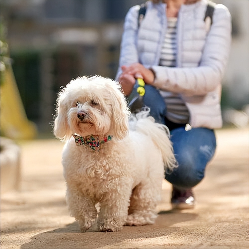 狗狗的年龄和人的年龄对照表,狗狗年龄与人类年龄对照表
