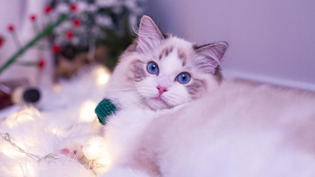 什么猫猫最好养又便宜,哪种猫猫最便宜好养