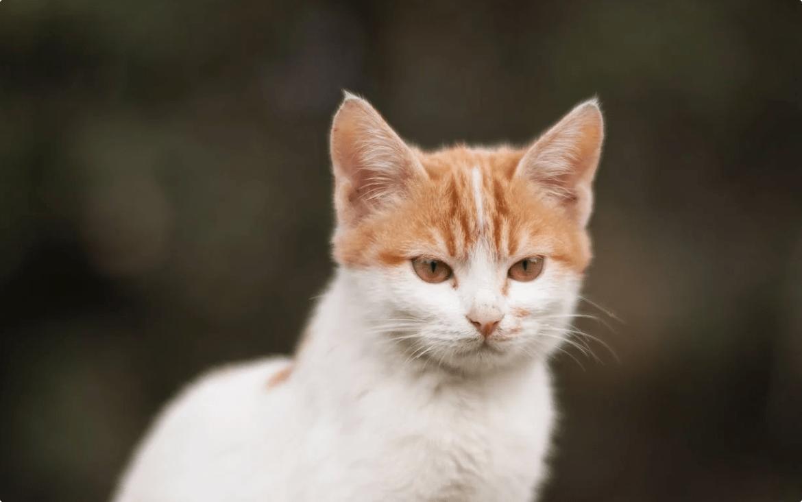 哪种猫罐头猫咪爱吃,哪款品牌的猫罐头猫咪爱吃