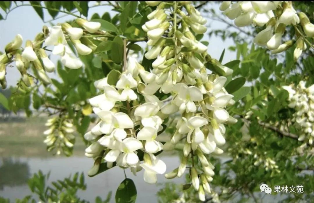 怀念槐花的诗句,五律咏槐花