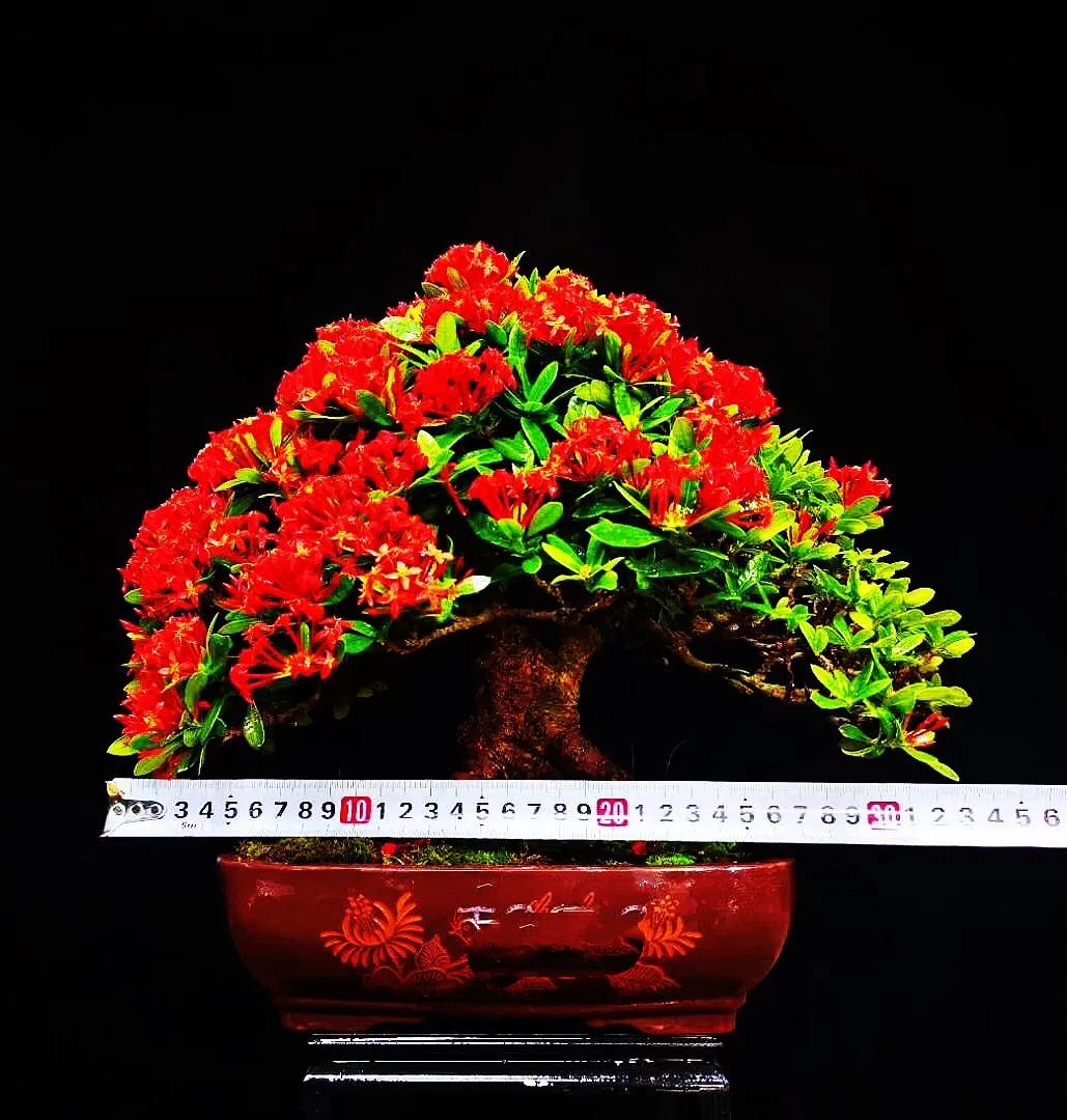 美丽的龙江河,美丽的草原我的家