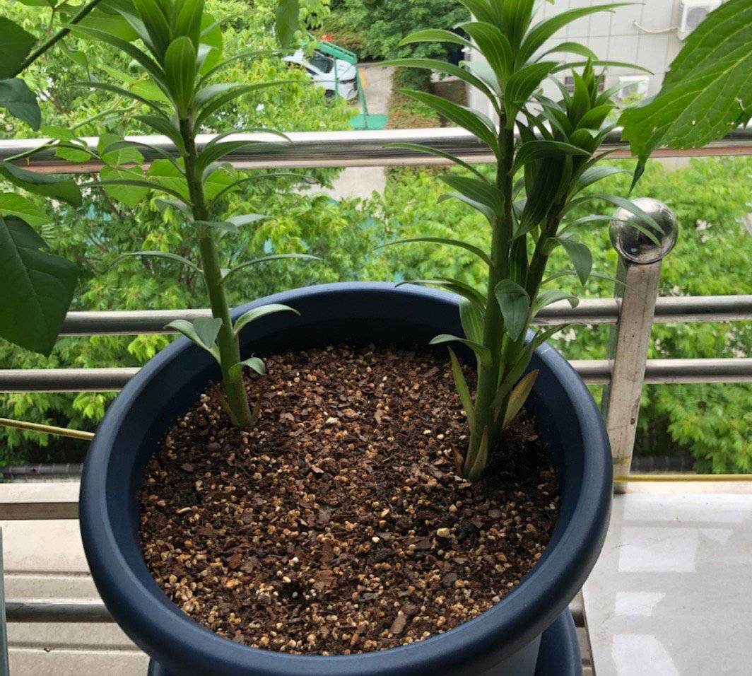 百合花怎样养开花多又好看,百合花怎么养才能开花多旺盛