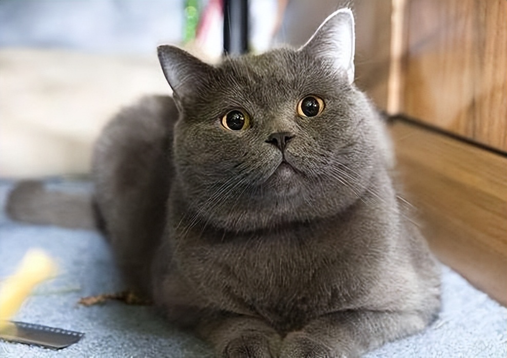 这几种猫真的不值得买越养越心累,千万别养的三种猫