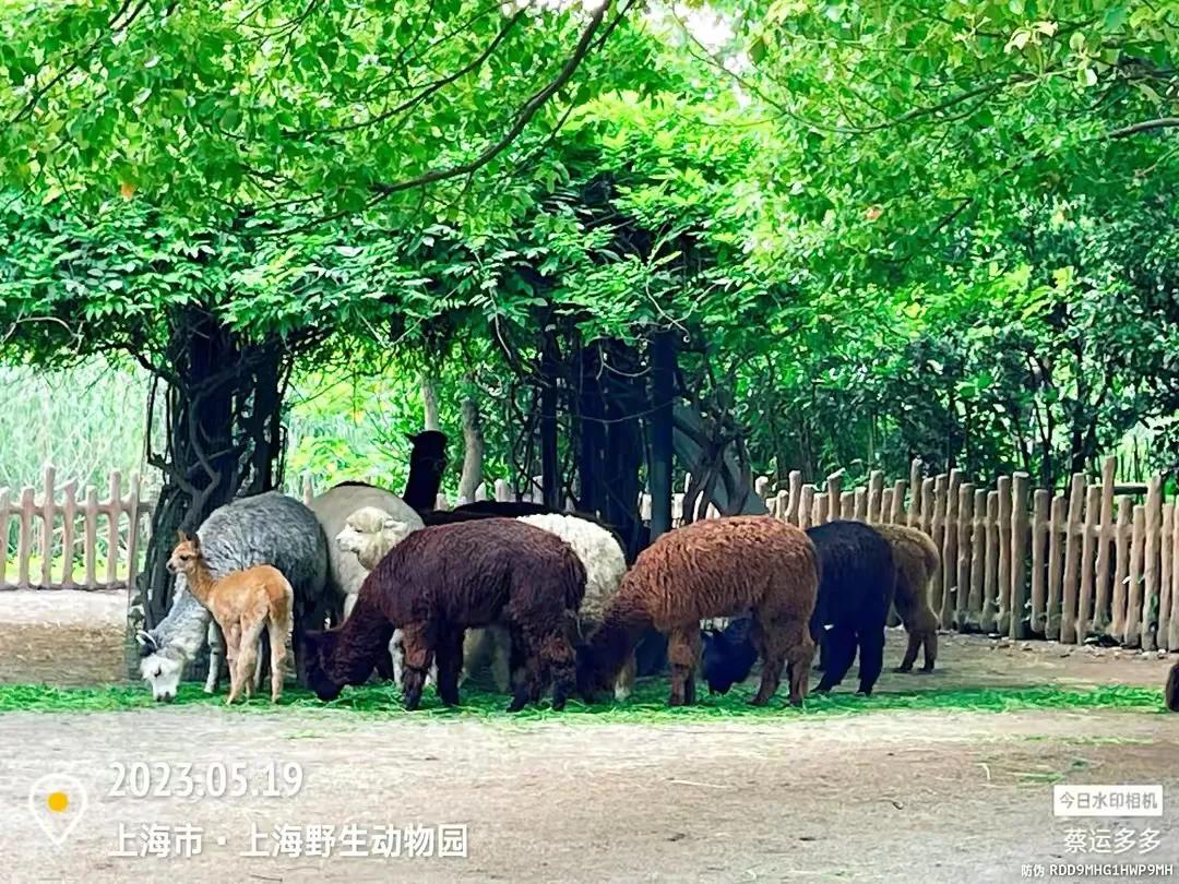 中国最大的野生动物园是哪个城市,中国最大野生动物园