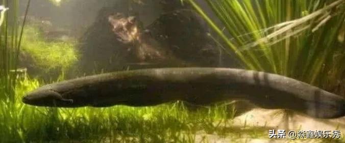 电鳗电死鳄鱼的视频,电鳗鱼电死鳄鱼视频