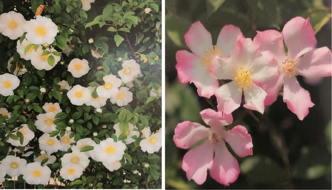 栽培玫瑰花的正确方法,玫瑰花种栽培技术