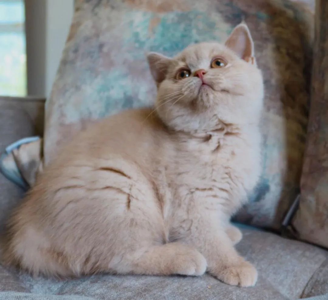 基因克隆最新突破,基因最新突破