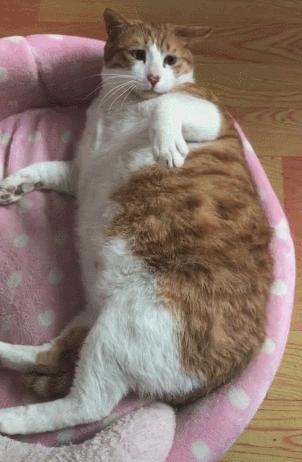 猫做核酸了么,猫核酸检测有必要做吗