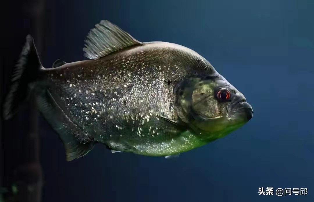 真实食人鱼会吃人吗,南美食人鱼咬断小孩手指