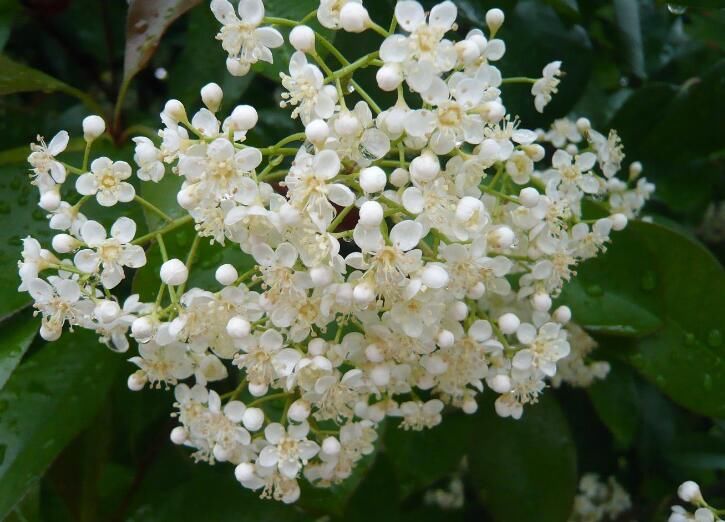 石楠花谢了石楠树却很香,石楠花开的季节