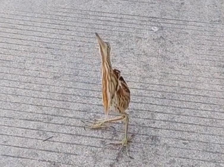 男子捡到怪鸟脖子,男子发现怪鸟在阳台脖子如纸片