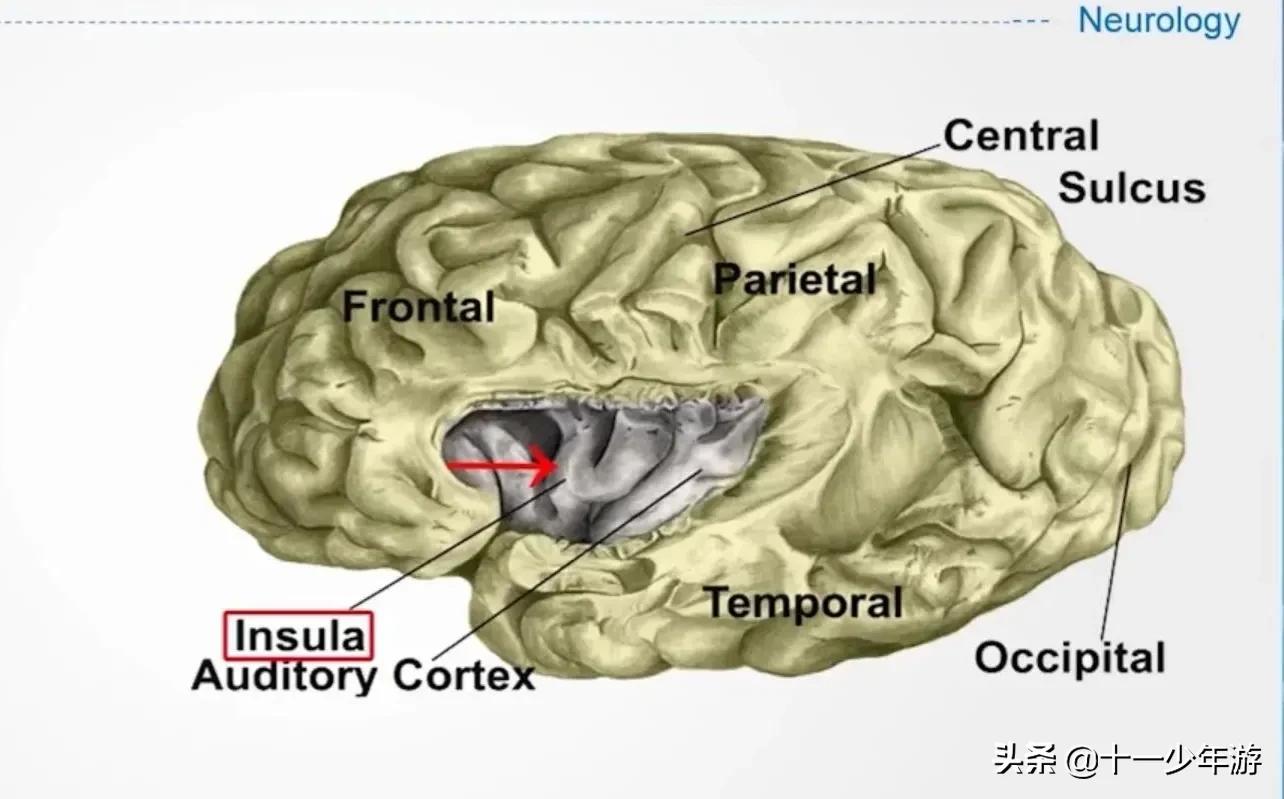 大脑的结构解剖示意图,大脑镰下疝解剖结构