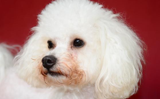 狗狗爱流泪，眼睛泪痕重怎么办？不妨试试这四招