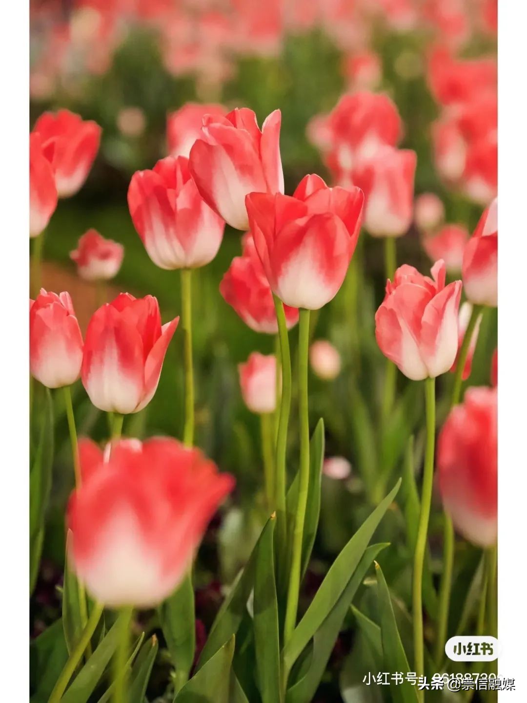 上海的浪漫鲜花,上海最美的鲜花