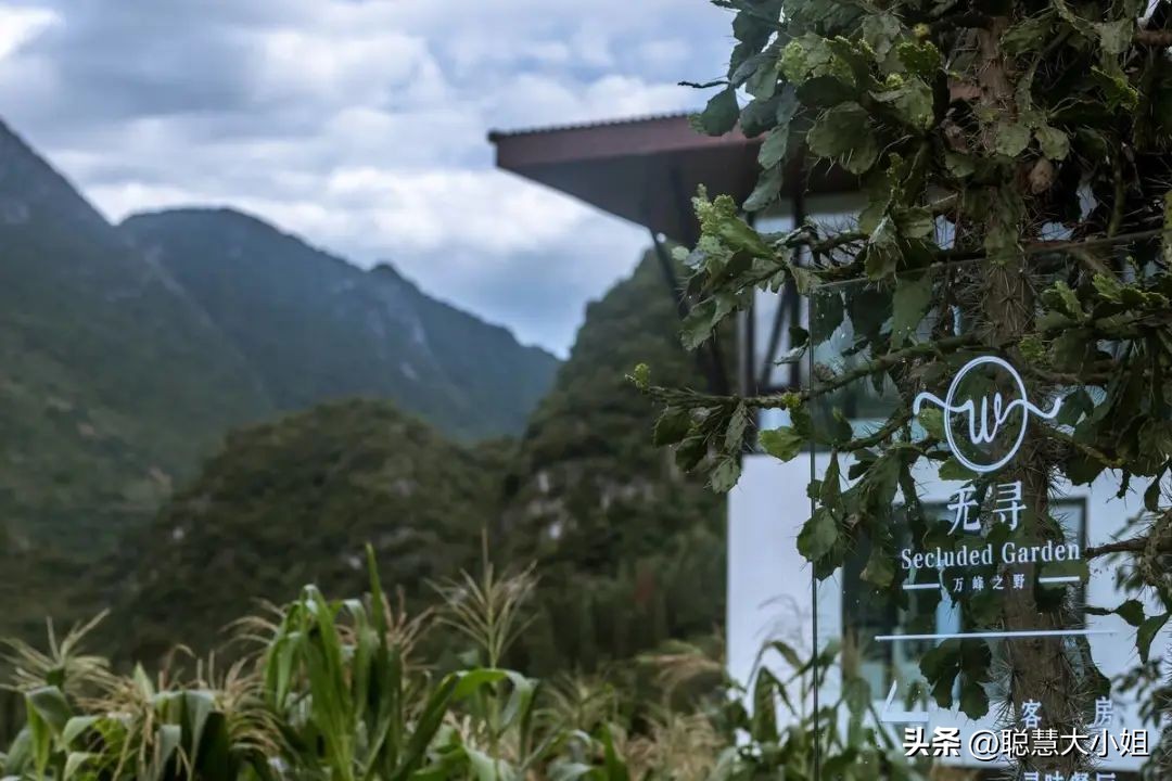 贵州兴义万峰林油菜花盛开时期,贵州兴义风景区万峰林