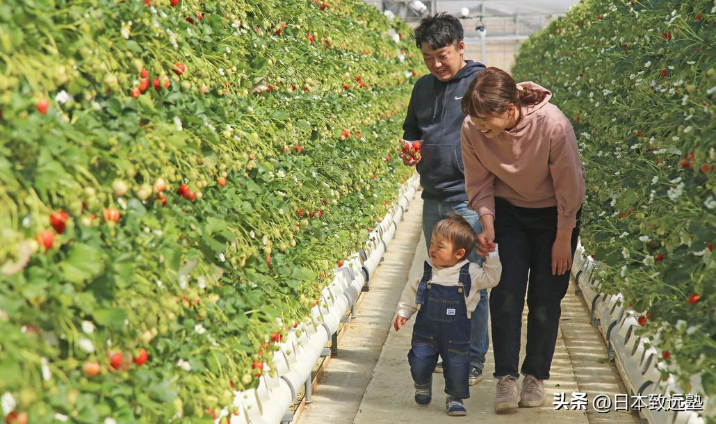 黄金周日本旅游,黄金周游玩攻略
