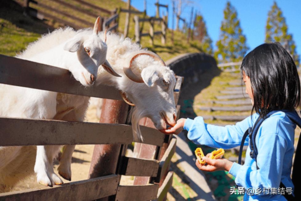 关西六甲山牧场在哪里,六甲山牧场门票多少钱