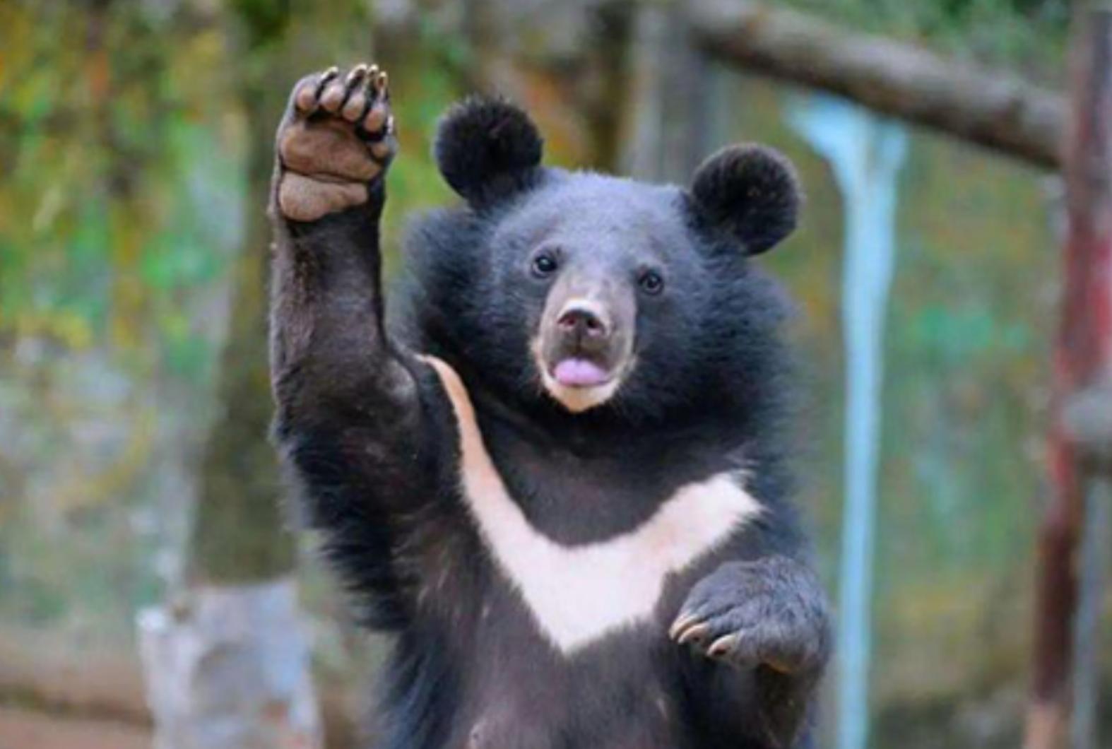 活熊采胆犯法吗,活熊取肝对熊的危害