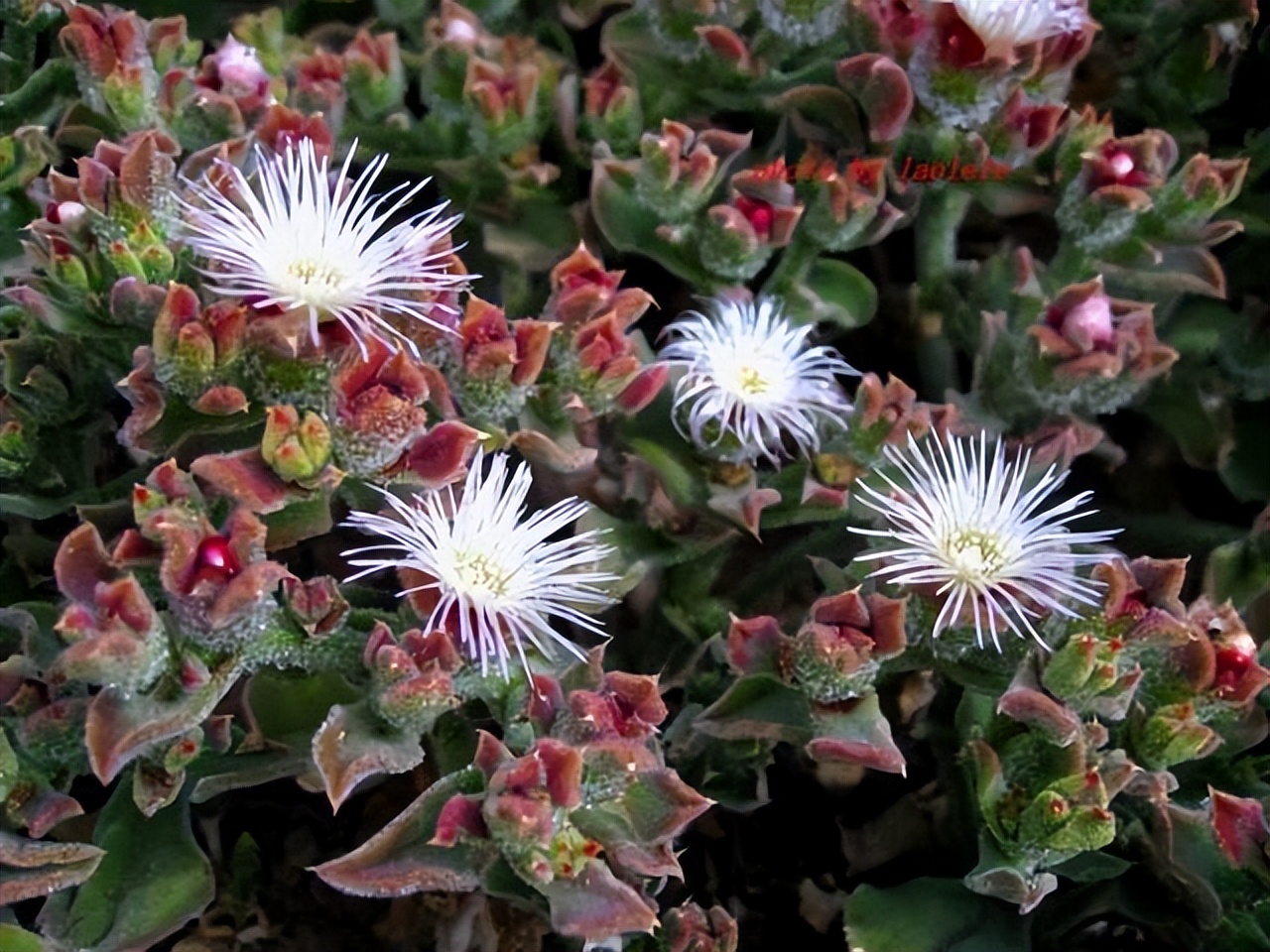 多肉冰叶日中花，非洲人当肥皂用，日本人当护肤品，中国人：好吃