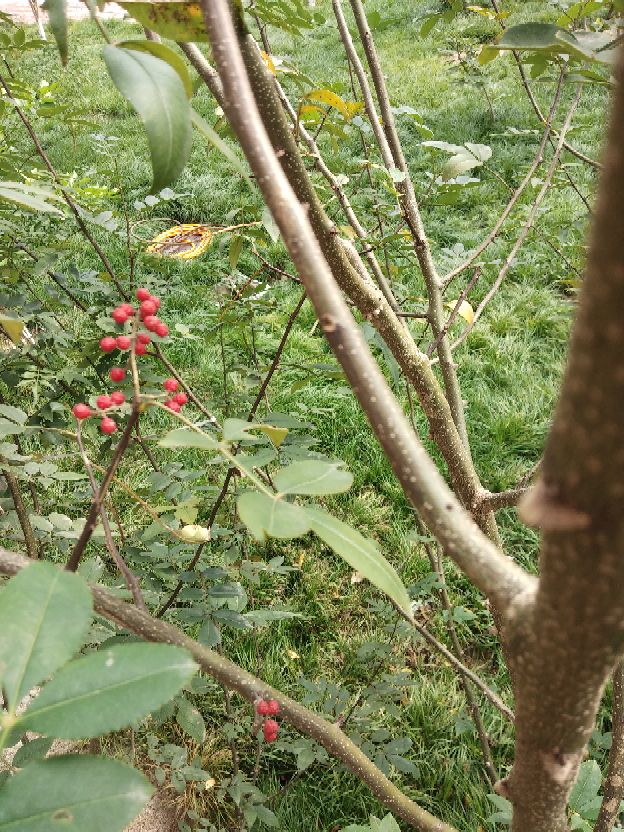 《她这样是嫌弃婆母吗》