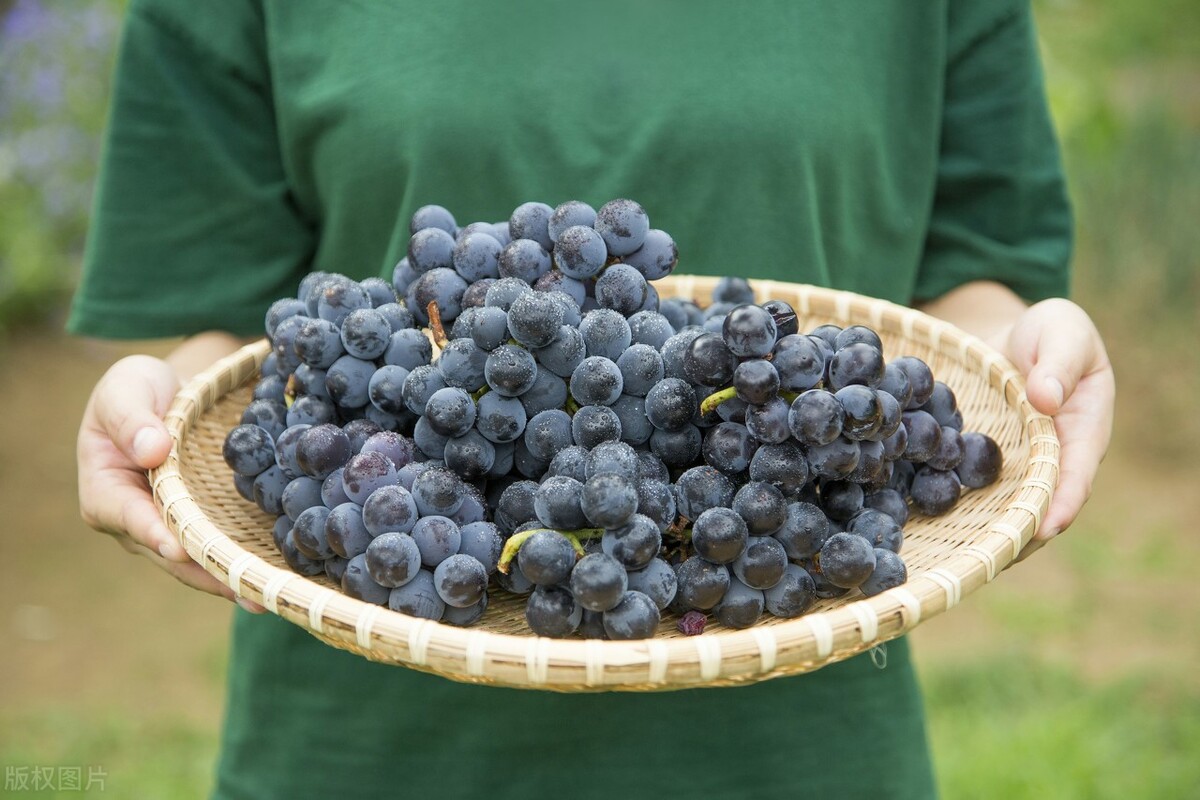 饮食调理能不能吃水果,吃饭和吃水果哪个更有营养