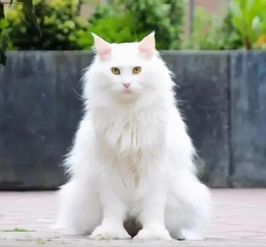 猫每天带你们认识不同品种的猫,猫咪品种知多少你都认识哪些猫