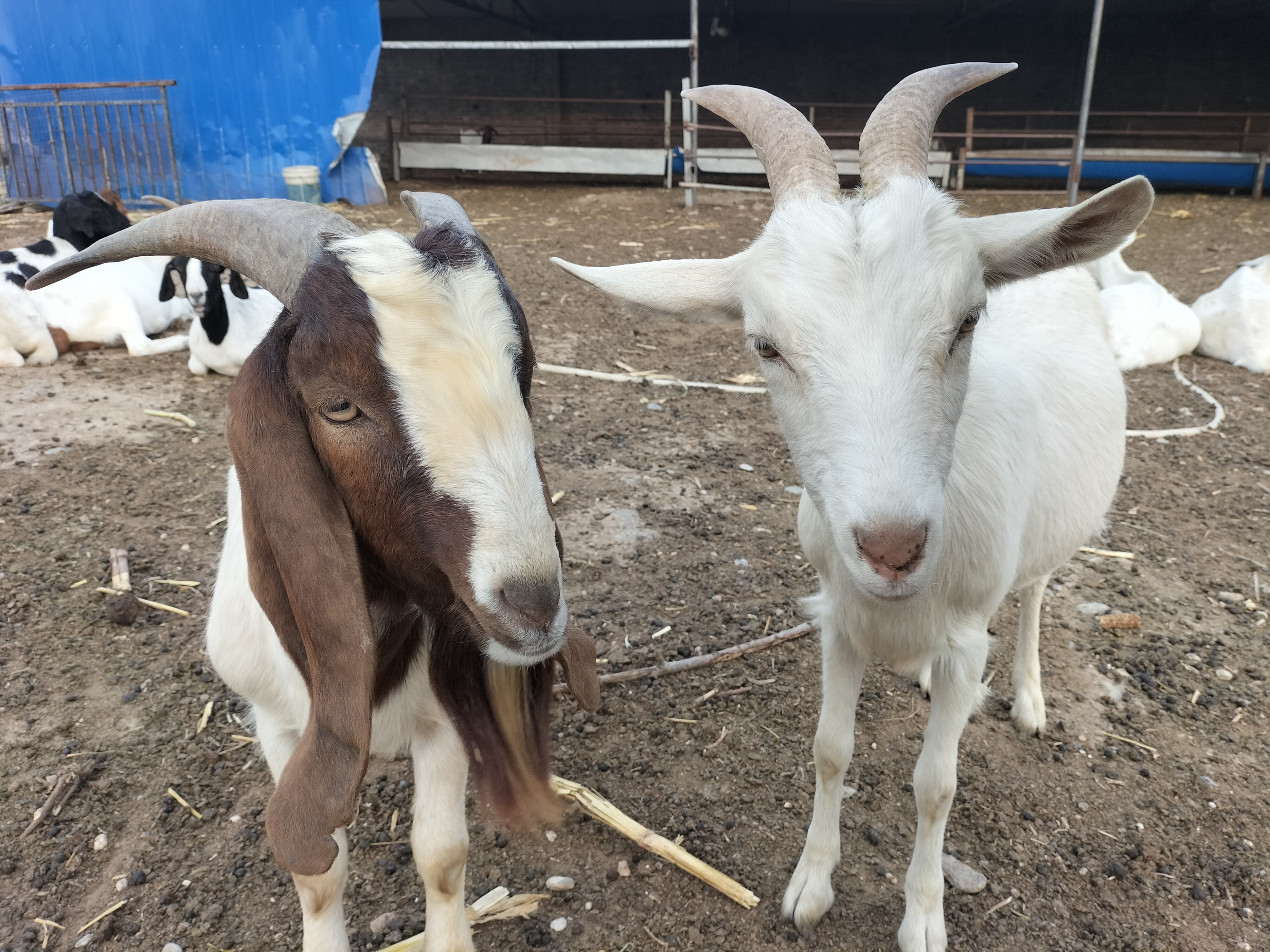 回农村创业适合养殖什么不愁销路,农村适合养殖什么行业