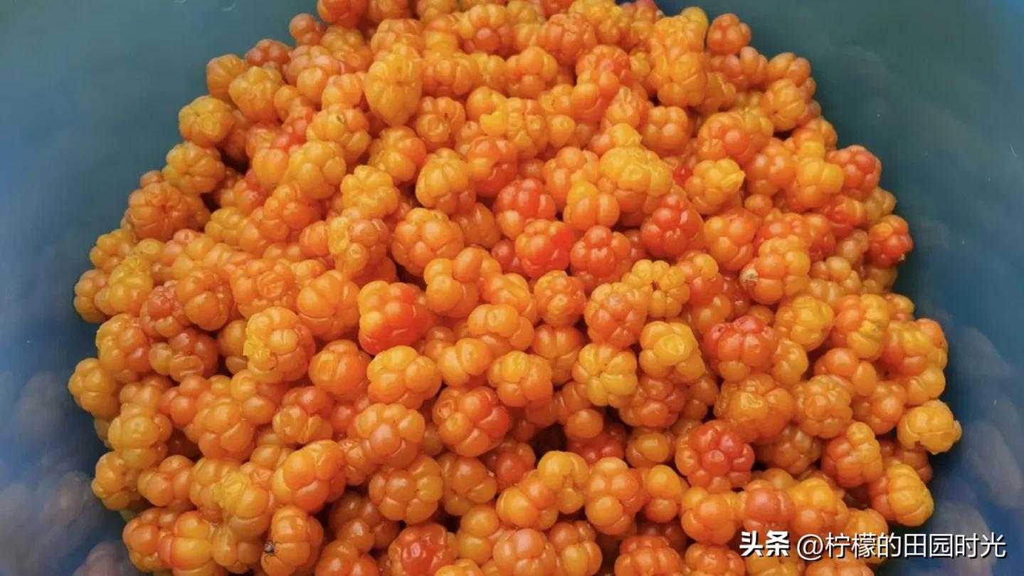 多彩变换的聚合果——云莓，价格是真贵，单凭营养价值吗？