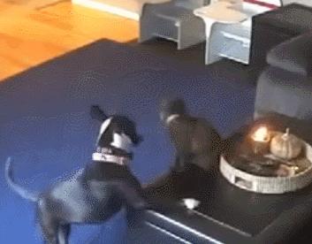 怎样测试猫咪的智商低还是高,如何测试猫咪的智商高不高