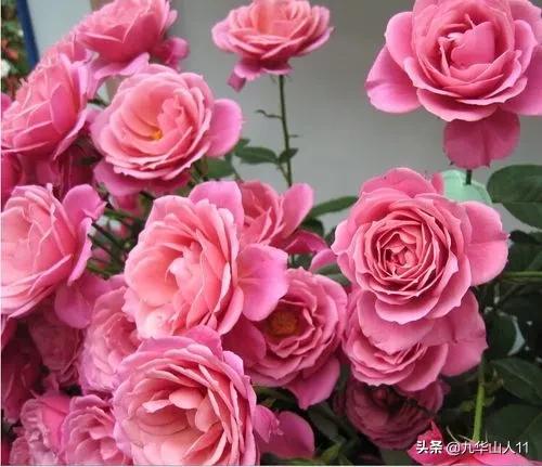 大花浓香勤花的月季品种,大花月季品种介绍大全图片及价格
