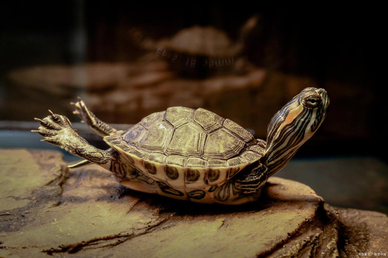 养龟玩繁殖可以赚钱吗,在家创业养龟能赚钱吗