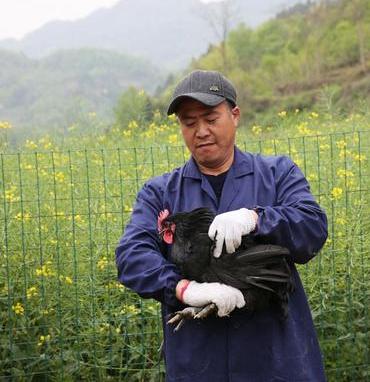 湖南小伙承包5000地只养十只鸡,农民大哥承包500亩土地养了10只鸡