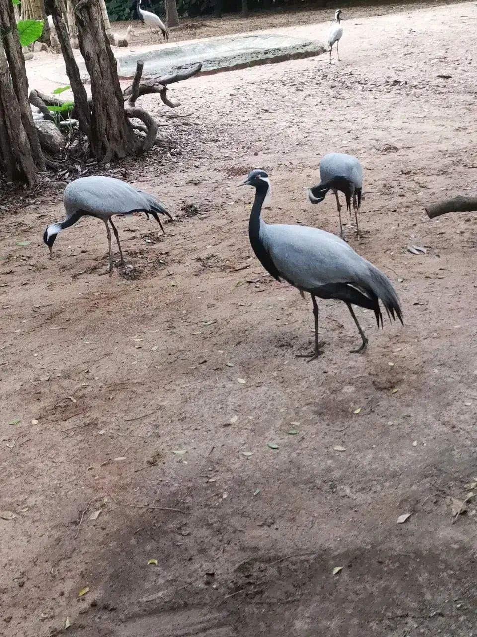 广州长隆野生动物园一日游vlog,广州长隆野生动物世界旅游攻略