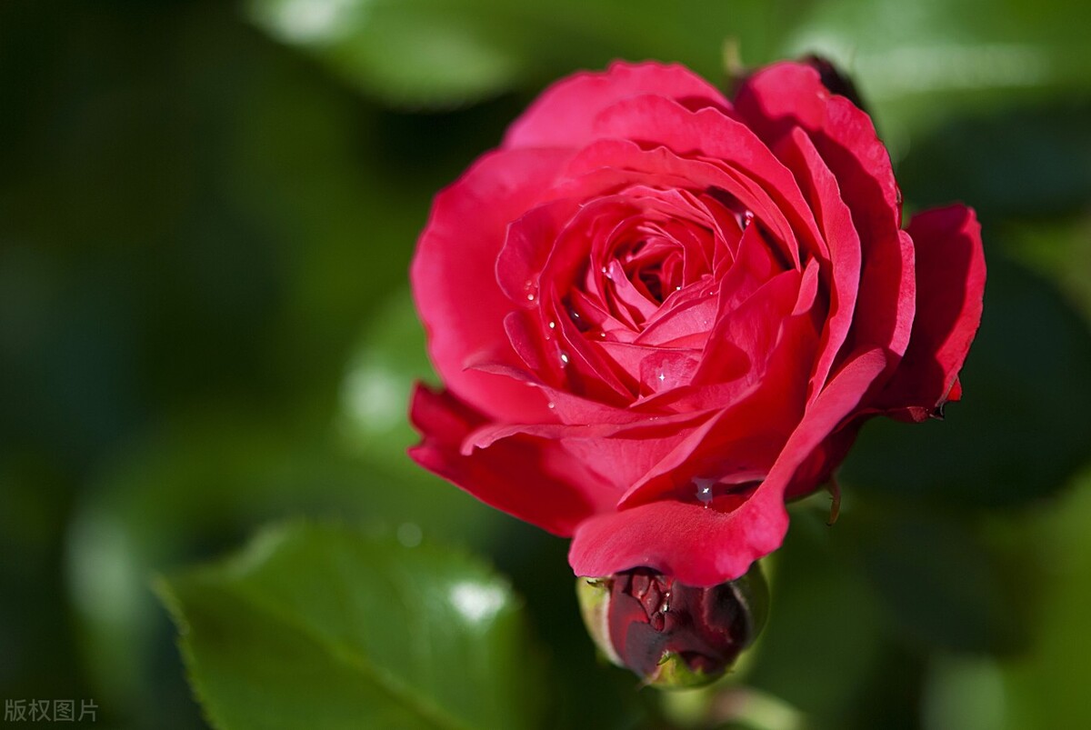 读原著学英语小王子,thelittleprince小王子英文书