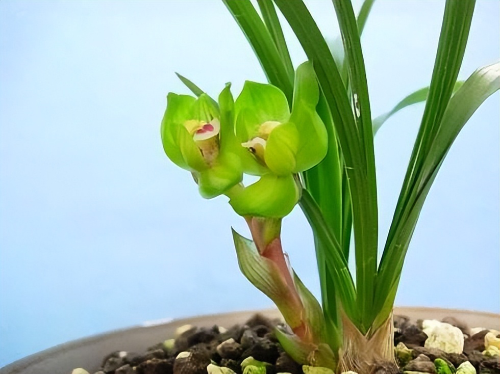 春兰皇后绿云引种苗图片,春兰皇后绿云来历