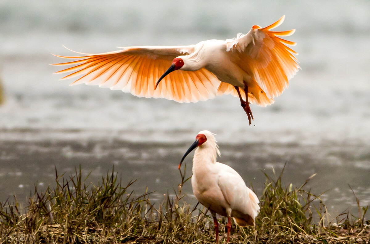 世界60个国家的珍稀国宝,100个国家国宝动物