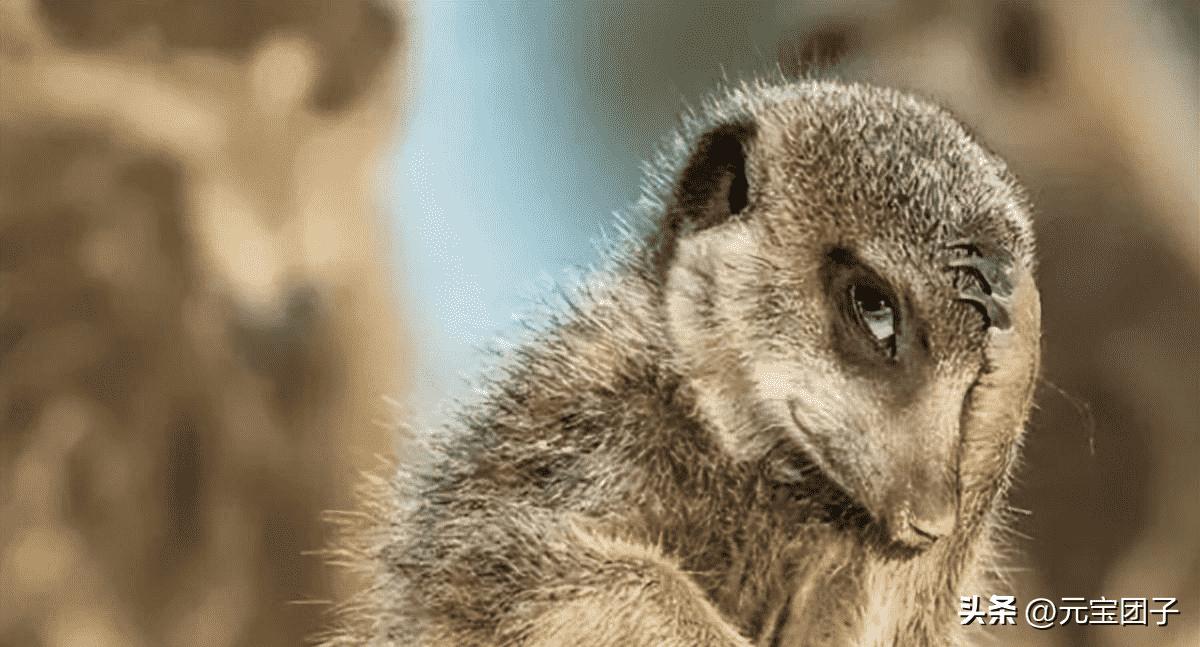 李莲英和慈禧真实照片,慈禧真人照片对比