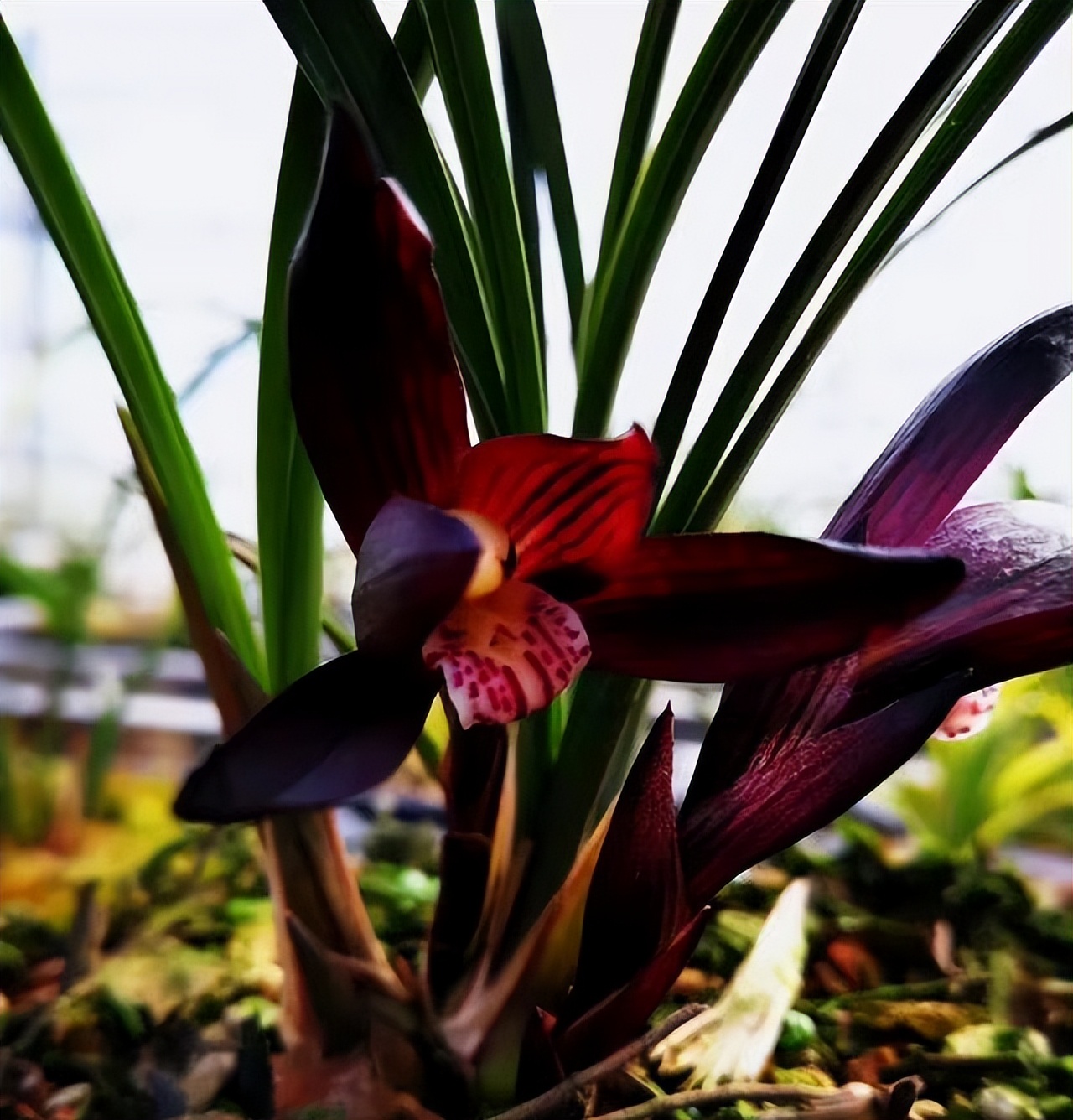 春兰滇红素和娄山红哪个更值得养,春兰娄山红一苗冬天能开花吗