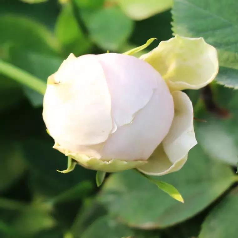 常见切花月季一览（40）（接上期）