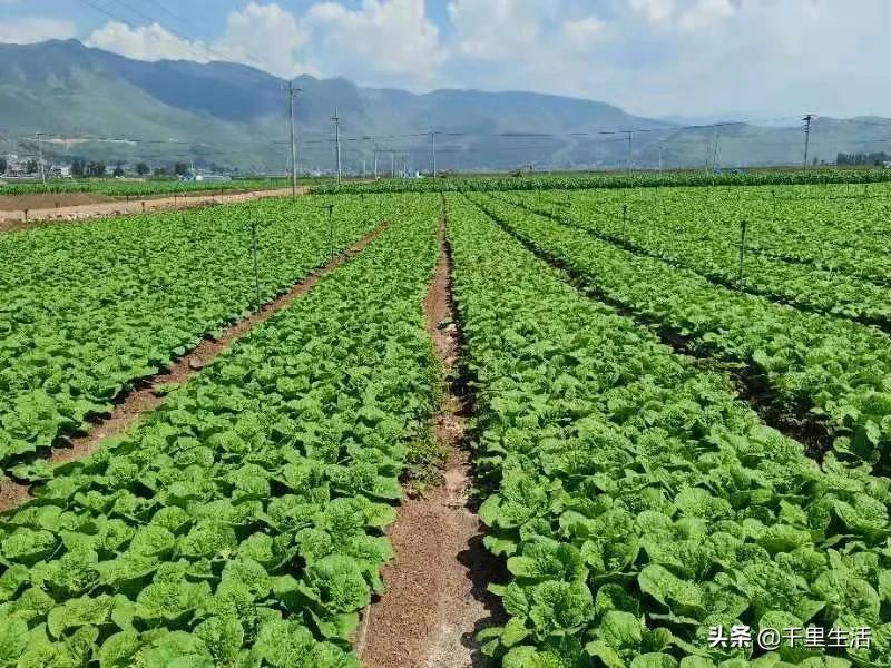 云南高山黄心白菜娃娃菜,云南哪里种娃娃菜