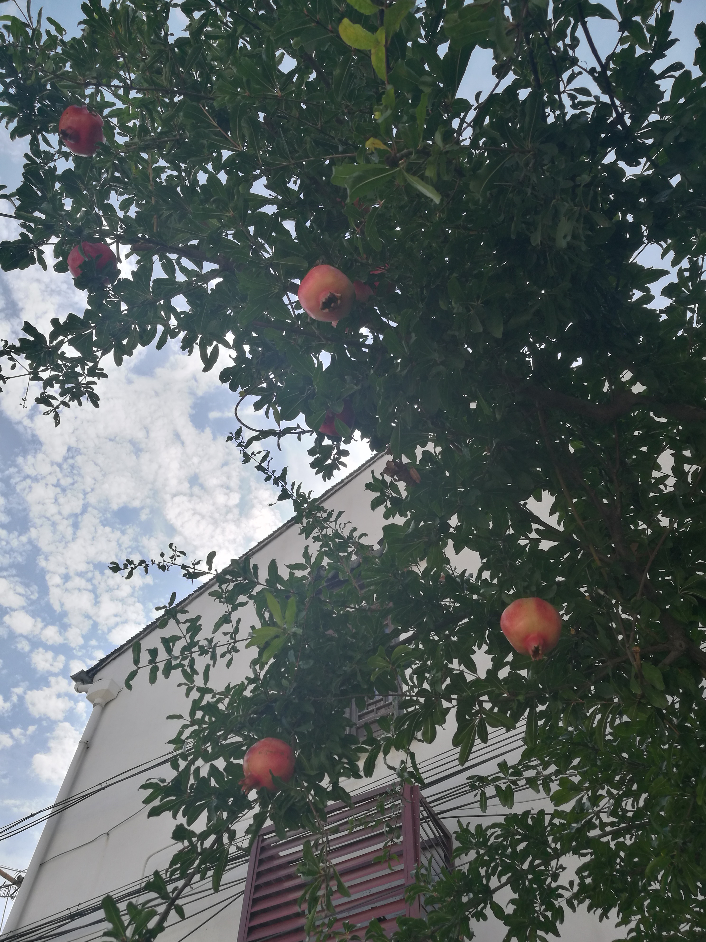 苏州东山农贸批发市场图,苏州东山轻轨