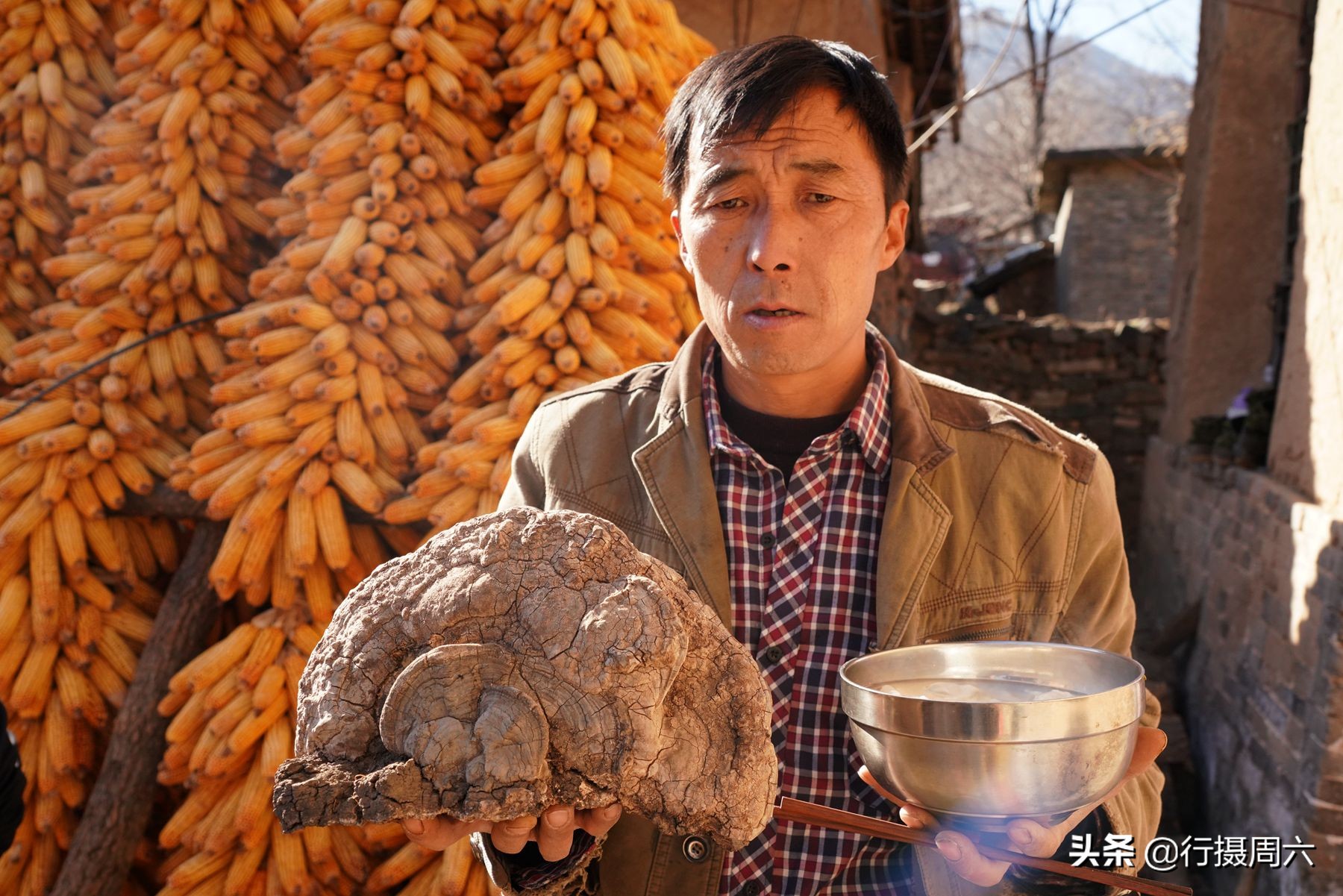 野生灵芝2000多一斤,农民山上发现超大灵芝