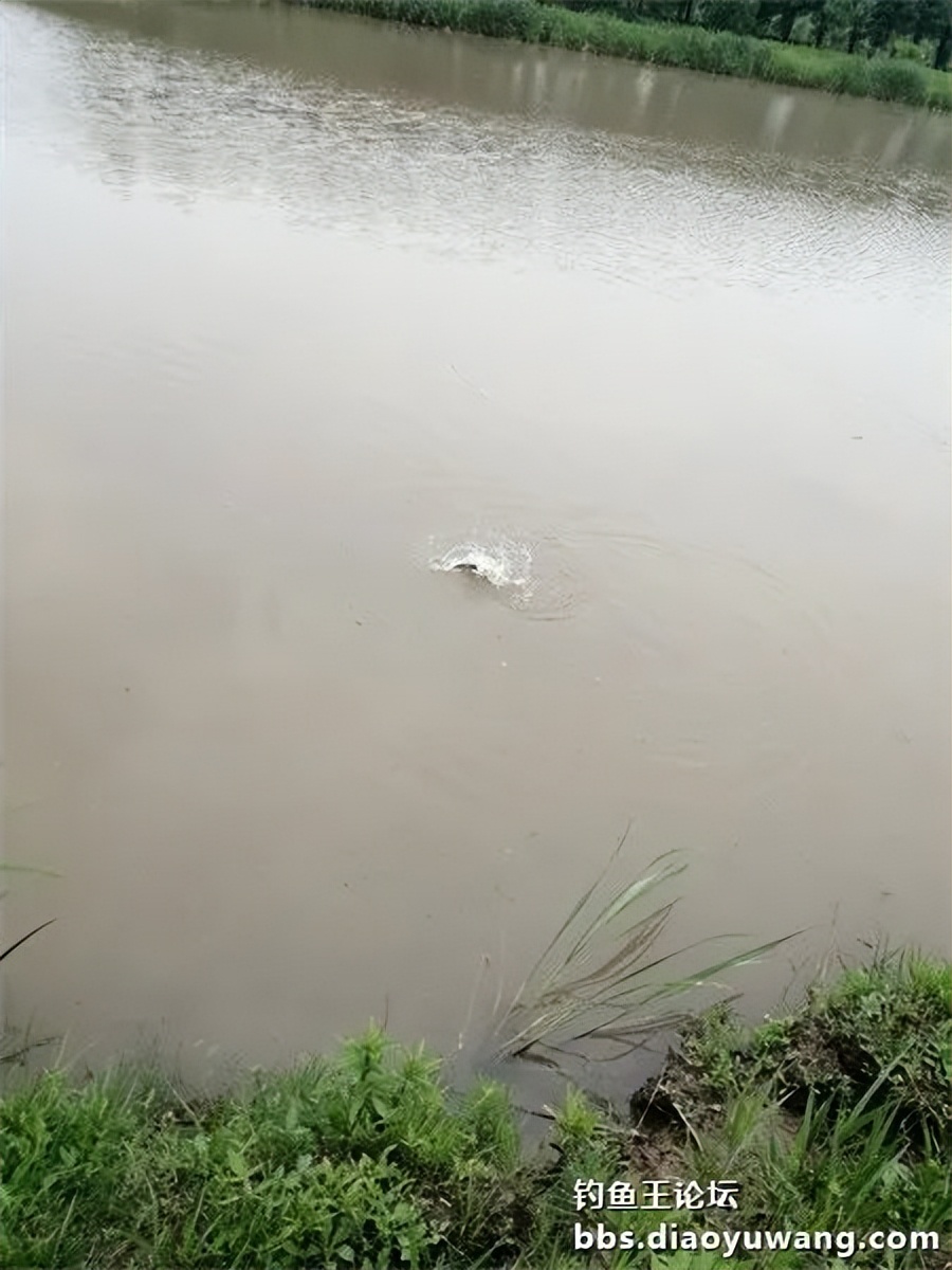 崇明北横引河水深,北横引河能钓鱼吗