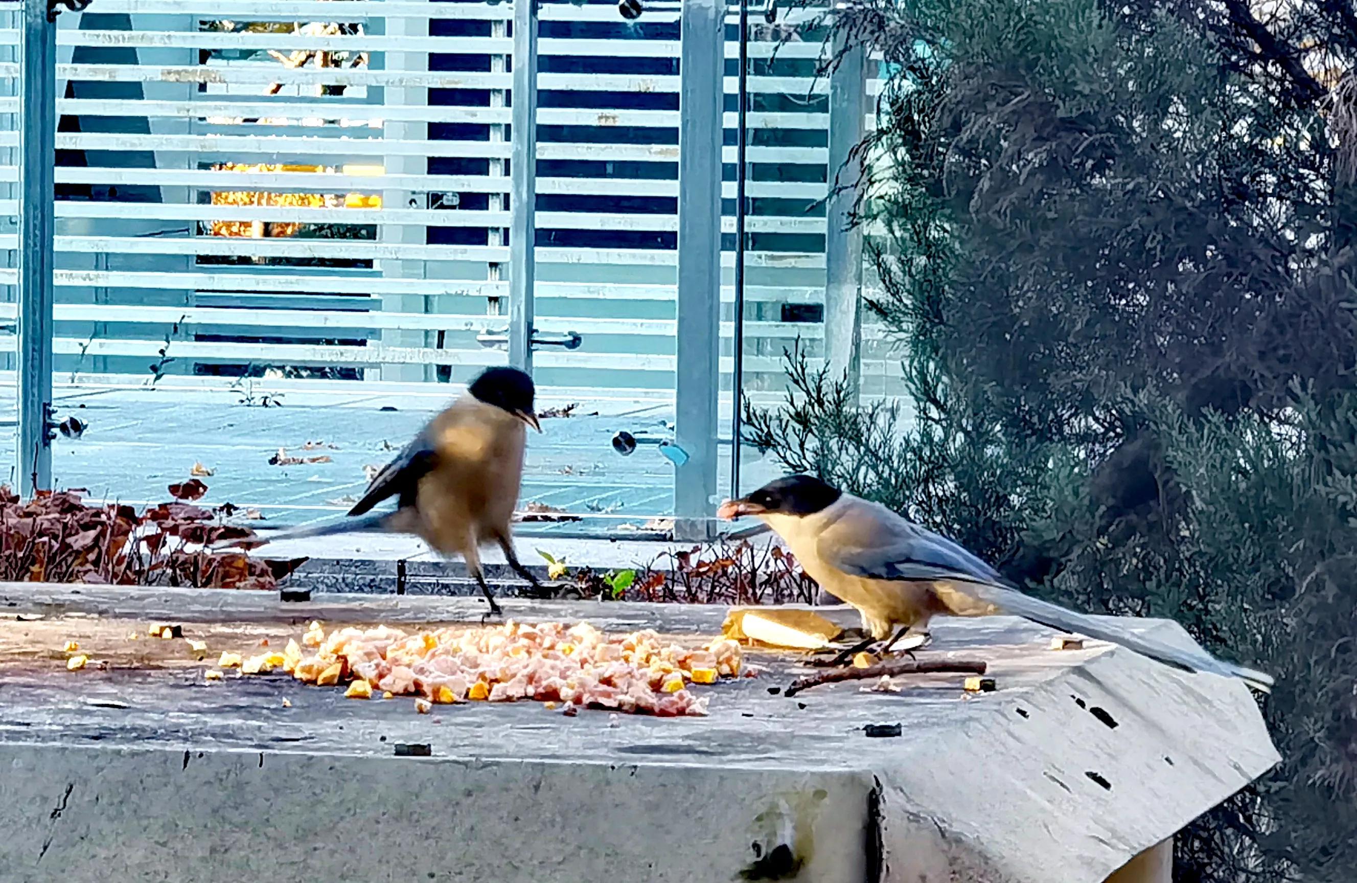 「天下奇观」喜鹊到底算什么鸟活见大妈喂喜鹊吃食真相