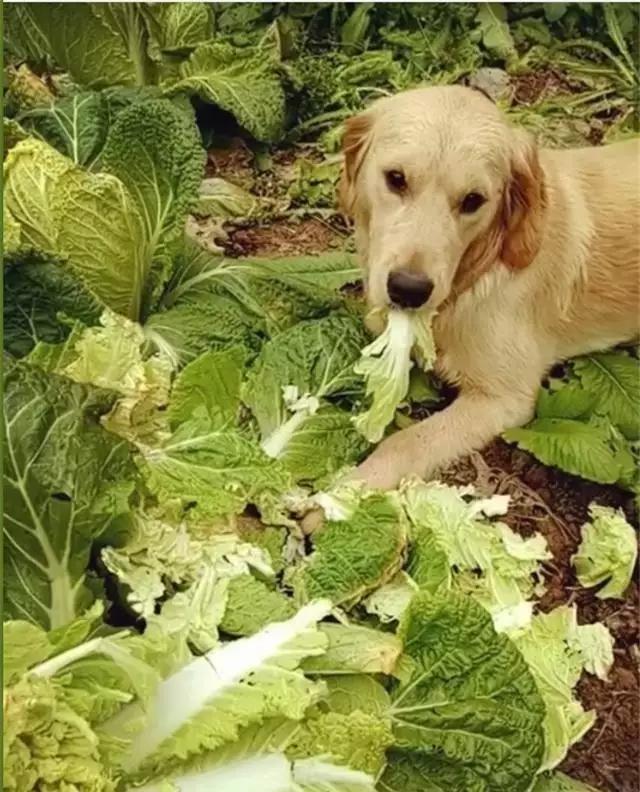 狗狗必备的3种食物,这些食物对于狗狗来说是人间美味