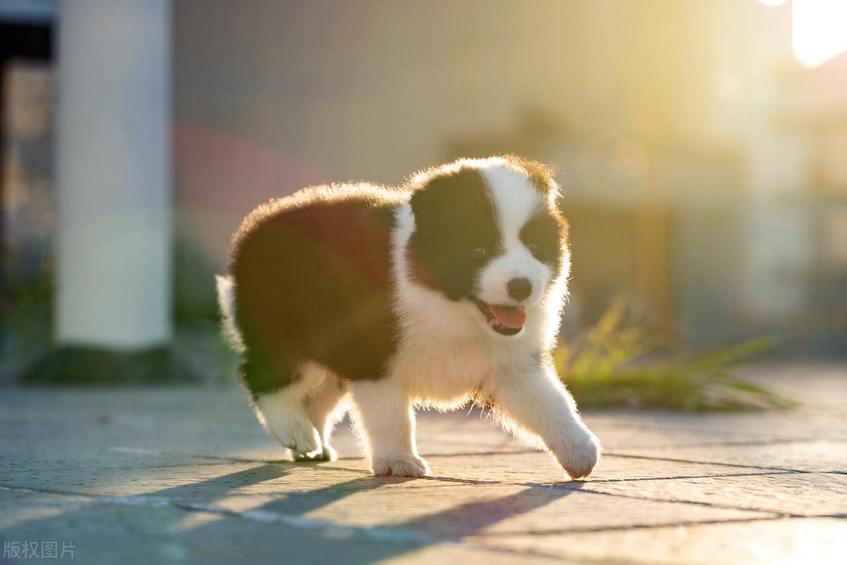 狗犬品种大全,狗的十大品种排名