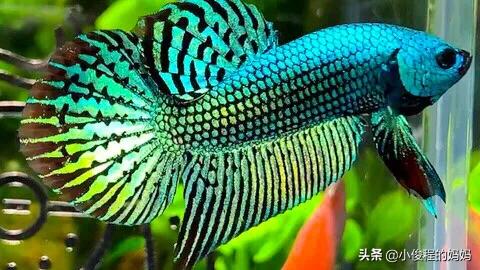 泰国斗鱼的图片大全集,泰国斗鱼公母混养