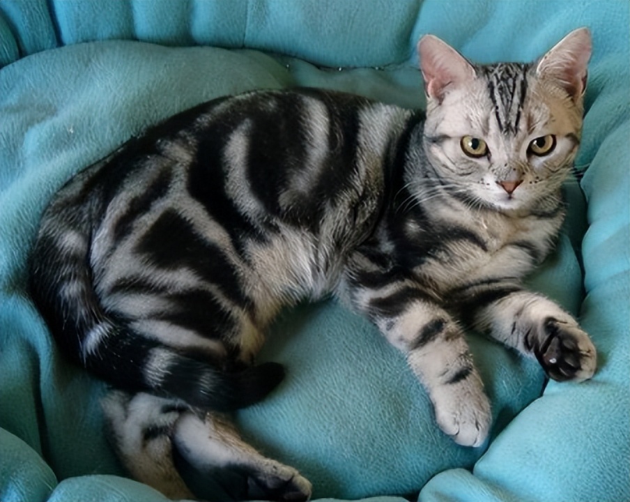 英短猫性格优点缺点,美短猫优点和缺点